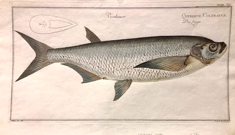 Bloch Marcus Elieser (1723-1799) Cyprinus Cultratus. Die Ziege 1785 Berlino 